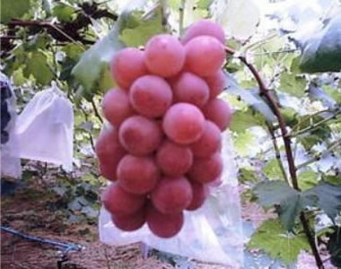 Aki Queen grapes (Okayama Prefecture)